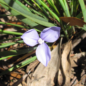 Patersonia fragilis