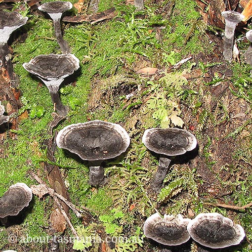 Phellodon niger, fungi, Tasmania
