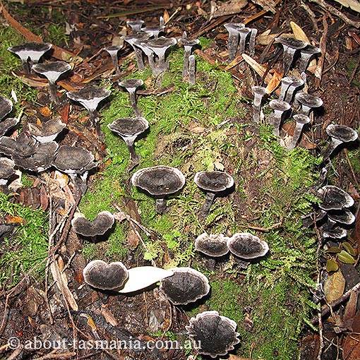 Phellodon niger, fungi, Tasmania