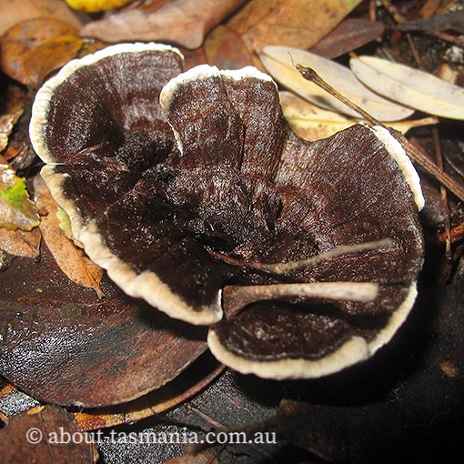 Phellodon niger, fungi, Tasmania