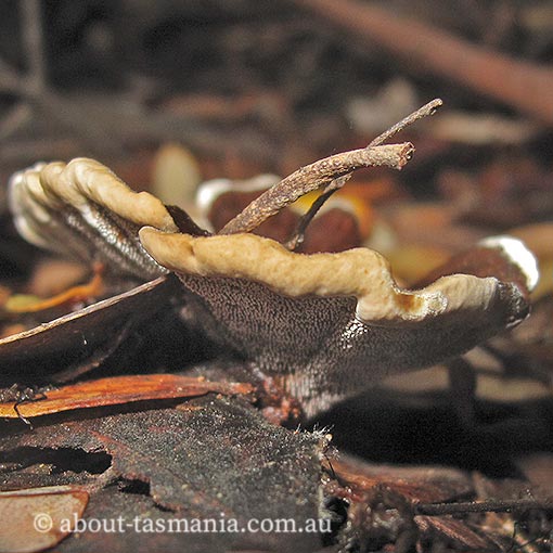 Phellodon niger, fungi, Tasmania