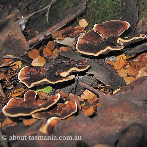 Phellodon niger, fungi, Tasmania