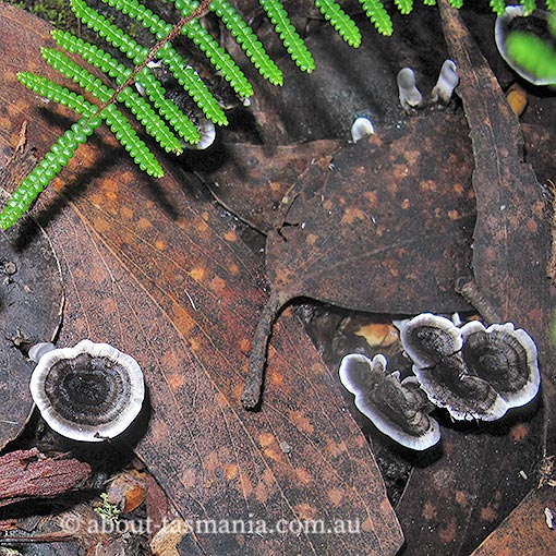 Phellodon niger, fungi, Tasmania
