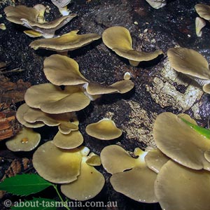 Pleurotus purpureo-olivaceus