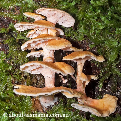 Podoserpula pusio, fungi, Tasmania