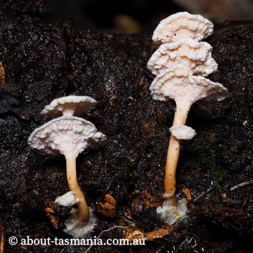 Podoserpula pusio, fungi, Tasmania
