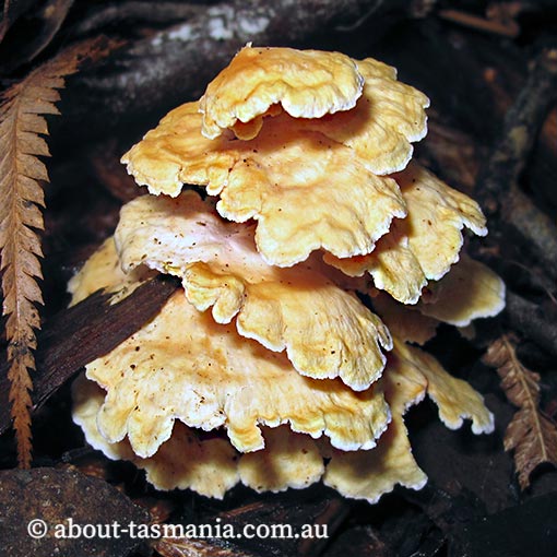 Podoserpula pusio, fungi, Tasmania