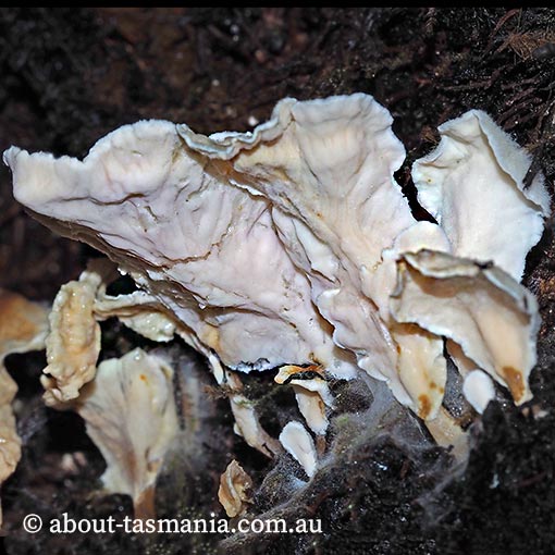 Podoserpula pusio, fungi, Tasmania