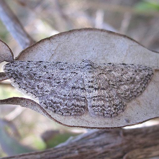 Psilosticha mactaria, Geometridae, Tasmania, moth