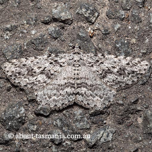 Psilosticha mactaria, Geometridae, Tasmania, moth