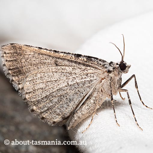 Psilosticha mactaria, Geometridae, Tasmania, moth