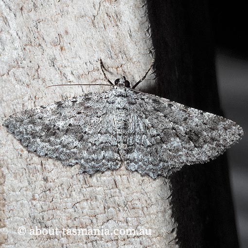 Psilosticha mactaria, Geometridae, Tasmania, moth
