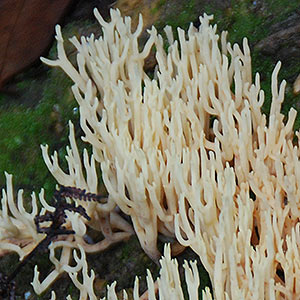 Ramaria sp.