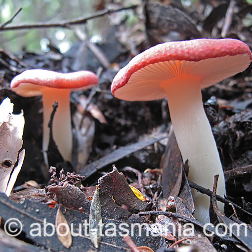 Russula persanguinea, fungi, Tasmania