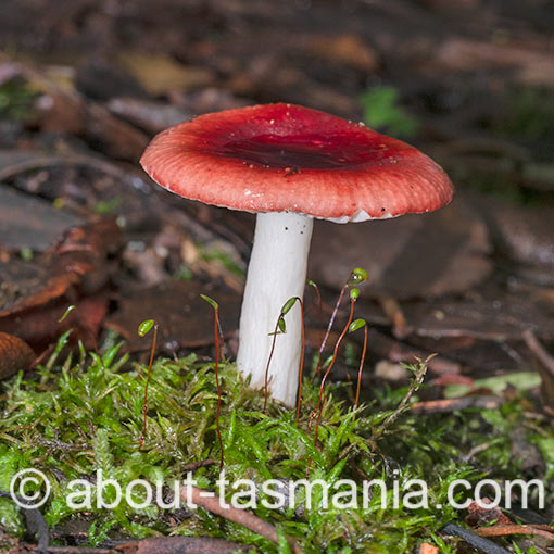 Russula persanguinea, fungi, Tasmania