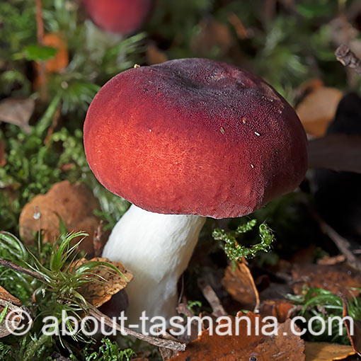 Russula persanguinea, fungi, Tasmania
