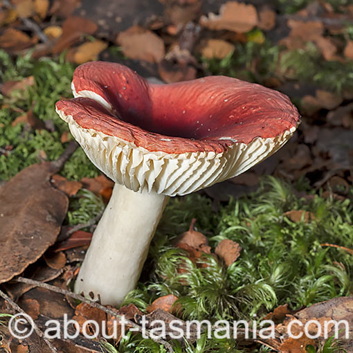 Russula persanguinea, fungi, Tasmania