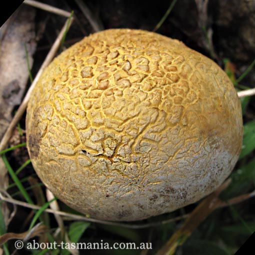 Scleroderma cepa, fungi, Tasmania