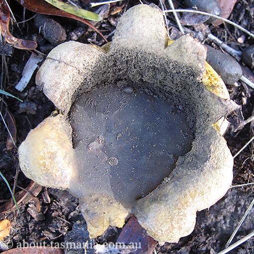 Scleroderma cepa, fungi, Tasmania