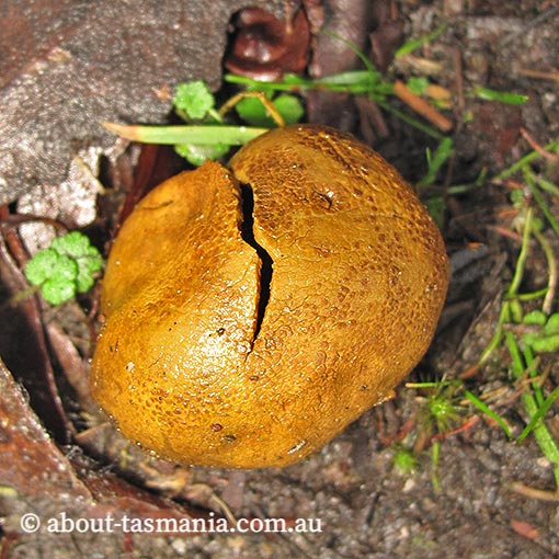 Scleroderma cepa, fungi, Tasmania