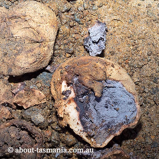 Scleroderma cepa, fungi, Tasmania
