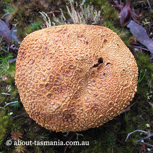 Scleroderma cepa, fungi, Tasmania