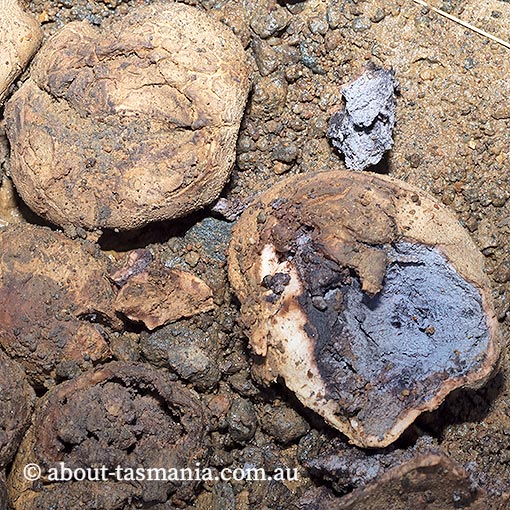 Scleroderma sp., Tasmania, fungi