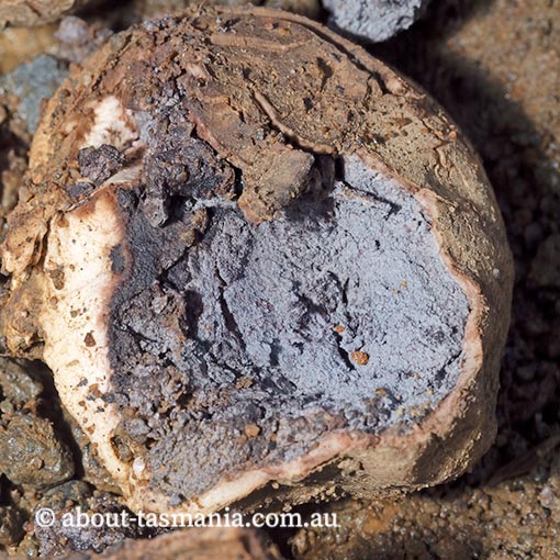 Scleroderma sp., Tasmania, fungi
