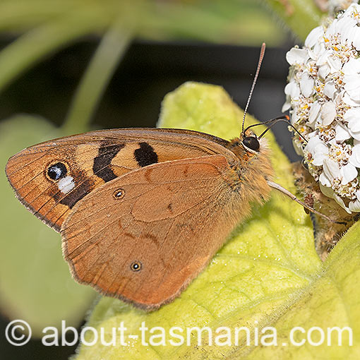 Shouldered Brown, Heteronympha penelope, butterfly, Tasmania