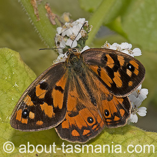 Shouldered Brown butterfly, Heteronympha penelope, Tasmania