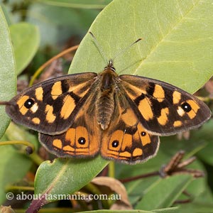 Shouldered Brown