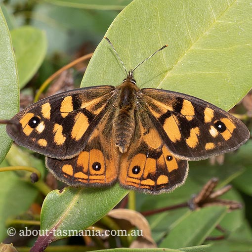 Shouldered Brown, Heteronympha penelope, butterfly, Tasmania