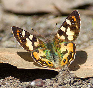 Tasmanian or Hobart Brown Butterfly