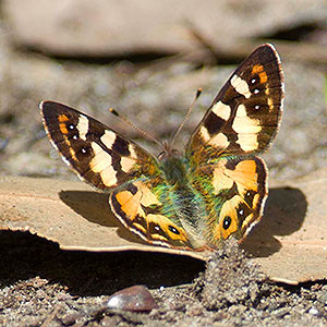 Tasmanian or Hobart Brown Butterfly