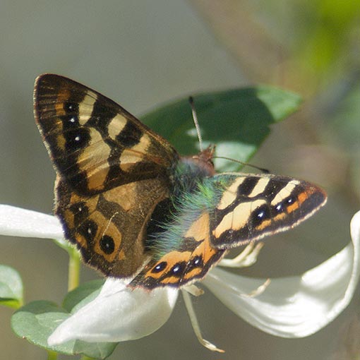 Hobart Brown Butterfly, Argynnina  hobartia, Tasmania