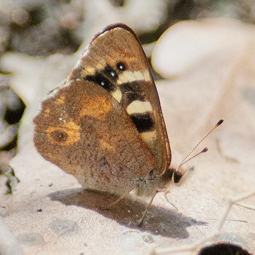 Hobart Brown Butterfly, Argynnina  hobartia, Tasmania
