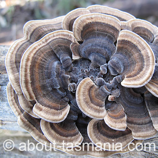Trametes versicolor, fungi, Tasmania