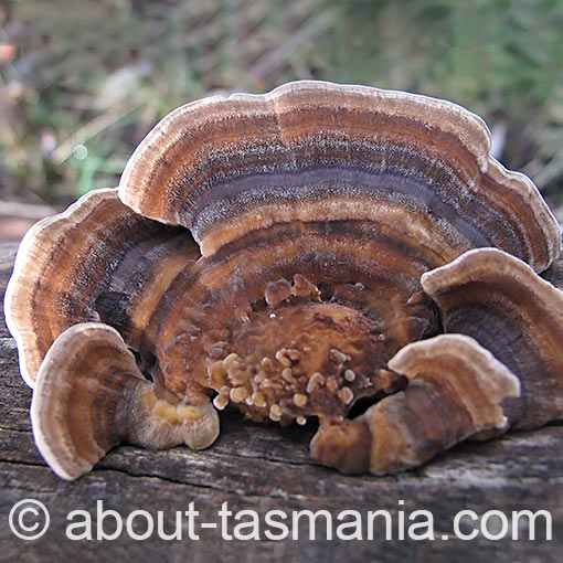 Trametes versicolor, fungi, Tasmania