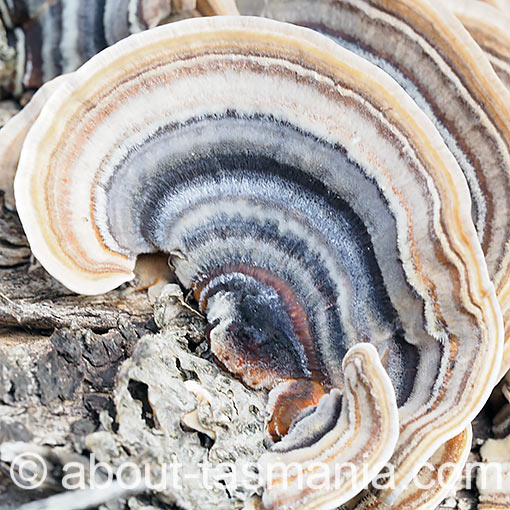 Trametes versicolor, fungi, Tasmania
