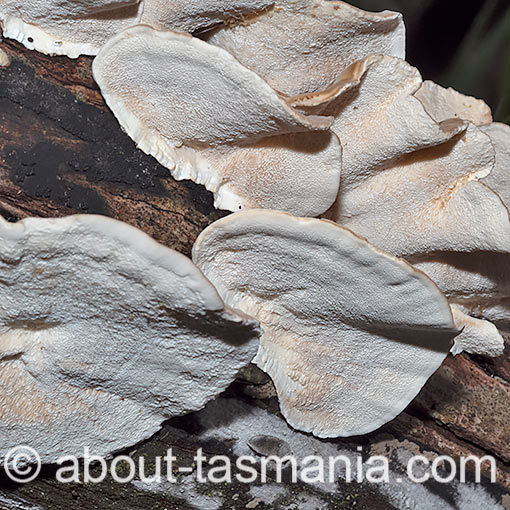 Trametes versicolor, fungi, Tasmania