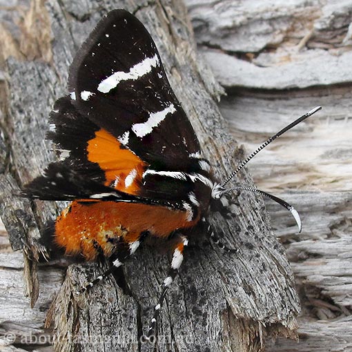 Hecatesia fenestrata, Whistling moth, Tasmania