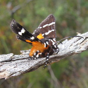 Hecatesia fenestrata