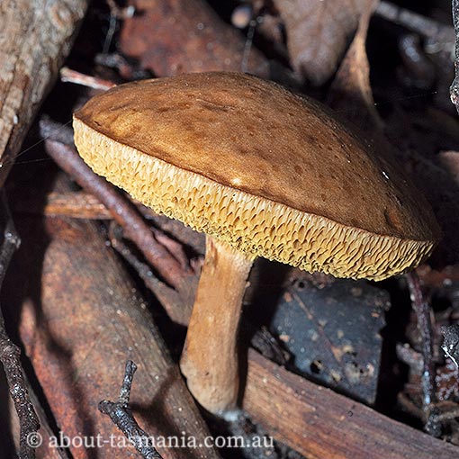 Xerocomus aff. subtomentosus, fungi, Tasmania