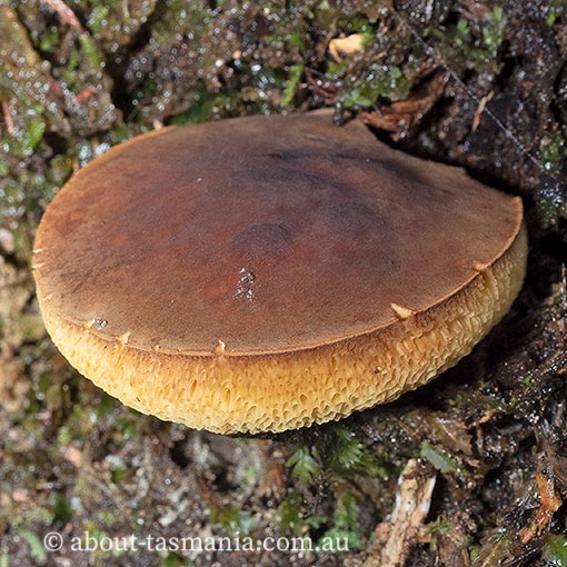 Xerocomus aff. subtomentosus, fungi, Tasmania