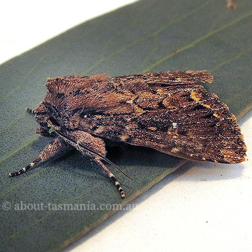 Xylina ligniplena, Tasmania, moth