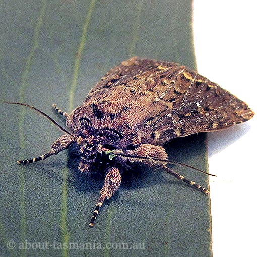 Xylina ligniplena, Tasmania, moth