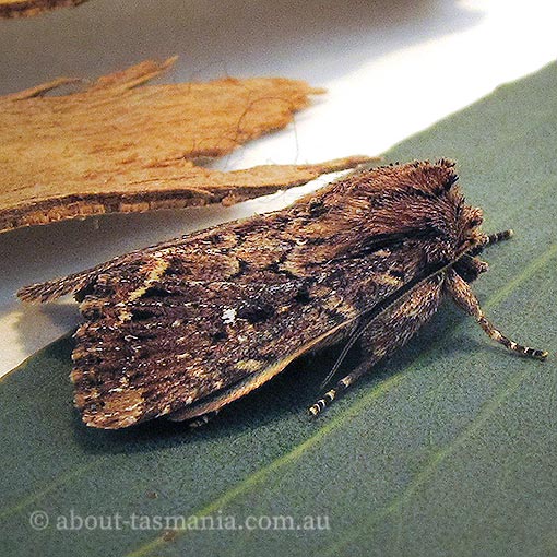 Xylina ligniplena, Tasmania, Moth