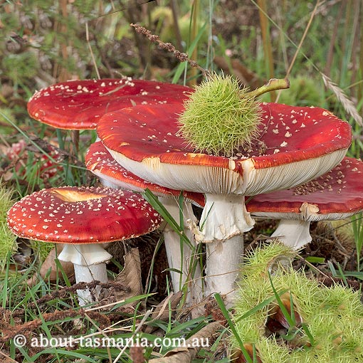 Amanita muscaria, fungi, Tasmania
