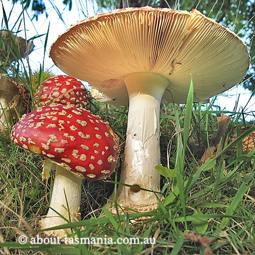 Amanita muscaria, fungi, Tasmania