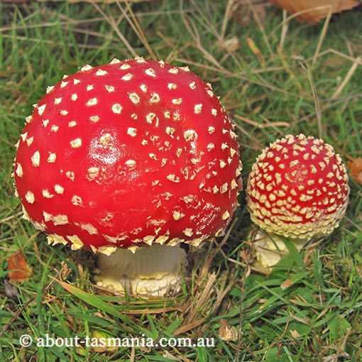 Amanita muscaria, fungi, Tasmania